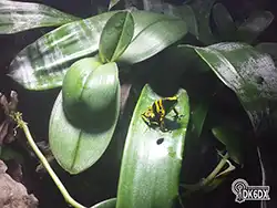 Dendrobates leucomelas 20170428 214151 thumb