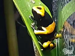 Dendrobates leucomelas 20170823 155212 thumb