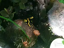 Dendrobates leucomelas 20180703 162541 thumb