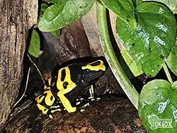 Dendrobates leucomelas 20230629 131537 thumb