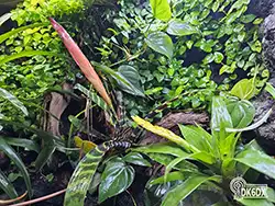 Dendrobates leucomelas 20230723 162719 thumb