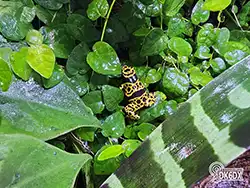 Dendrobates leucomelas 20230808 174235 thumb