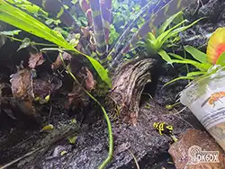 Dendrobates leucomelas 20250304 200138 thumb