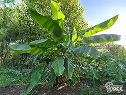 Garten 20240824 182830 thumb