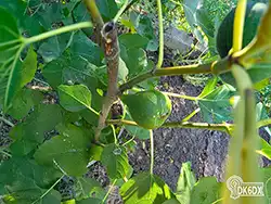 Garten 20250825 171353 thumb