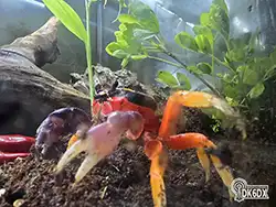 Halloweenkrabben 20240828 205722 thumb