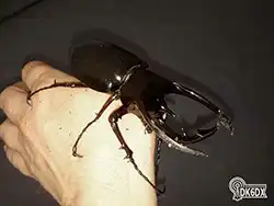 Chalcosoma caucasus 20170620 142541 thumb