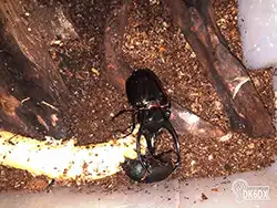 Chalcosoma caucasus 20170620 202651 thumb