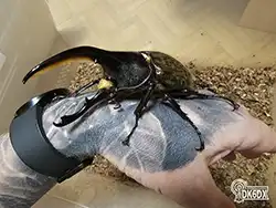 Dynastes hercules 20230622 224448 thumb