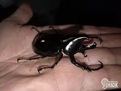 Xylotrupes sumatrensis 20250715 225709 thumb